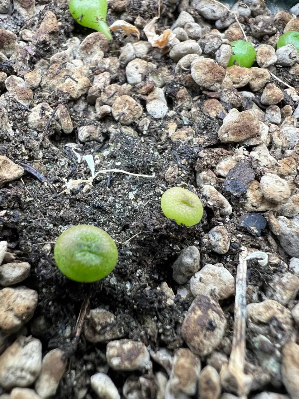5x Pseudolithos Cubiformis Seeds, Succulent Plant Seeds, Rare Cactus Seeds, Exotic Plant, Gardening Gift, Unique Succulent, South African