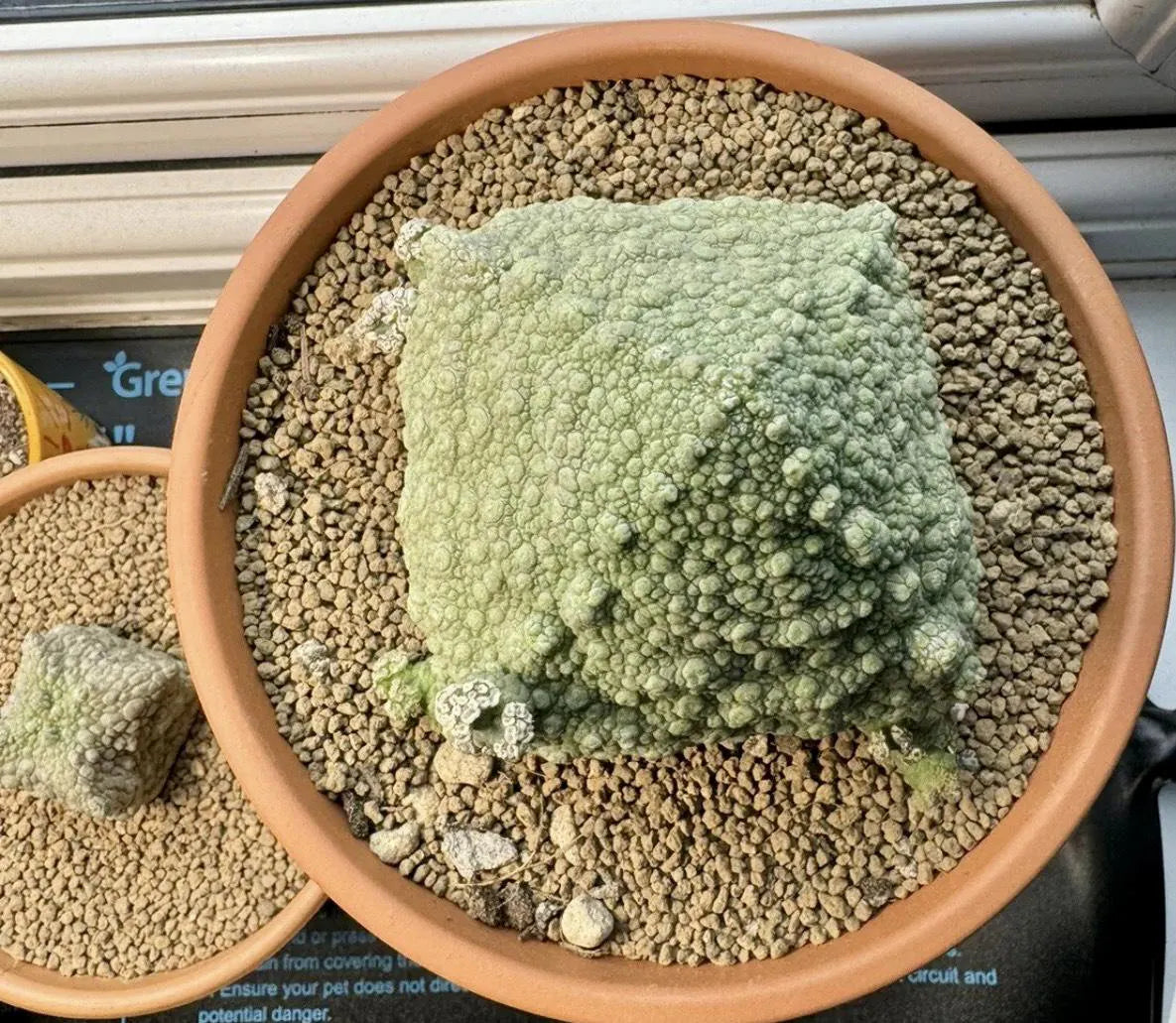 5x Pseudolithos Cubiformis Seeds, Succulent Plant Seeds, Rare Cactus Seeds, Exotic Plant, Gardening Gift, Unique Succulent, South African