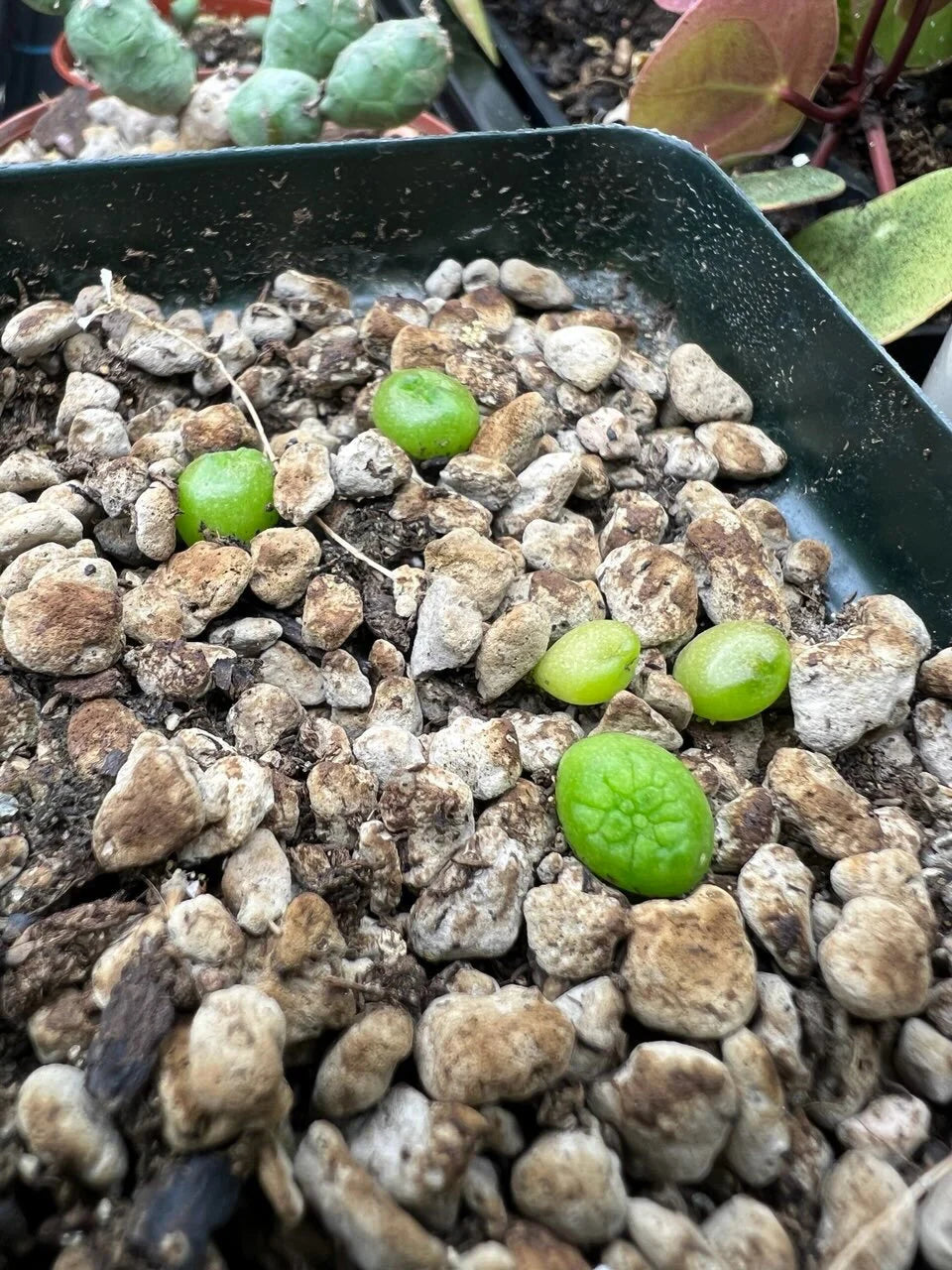 5x Pseudolithos Cubiformis Seeds, Succulent Plant Seeds, Rare Cactus Seeds, Exotic Plant, Gardening Gift, Unique Succulent, South African