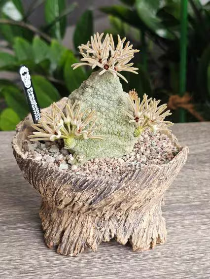 5x Pseudolithos Cubiformis Seeds, Succulent Plant Seeds, Rare Cactus Seeds, Exotic Plant, Gardening Gift, Unique Succulent, South African
