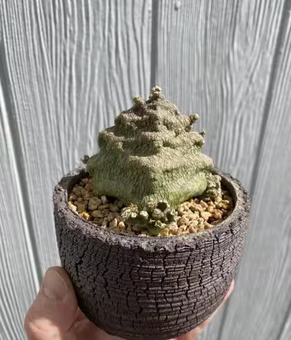 5x Pseudolithos Cubiformis Seeds, Succulent Plant Seeds, Rare Cactus Seeds, Exotic Plant, Gardening Gift, Unique Succulent, South African