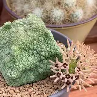 5x Pseudolithos Cubiformis Seeds, Succulent Plant Seeds, Rare Cactus Seeds, Exotic Plant, Gardening Gift, Unique Succulent, South African