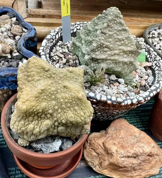 5x Pseudolithos Cubiformis Seeds, Succulent Plant Seeds, Rare Cactus Seeds, Exotic Plant, Gardening Gift, Unique Succulent, South African