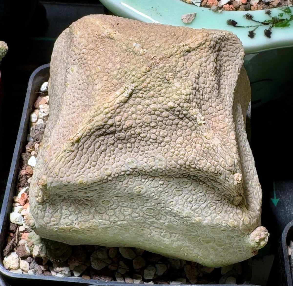 5x Pseudolithos Cubiformis Seeds, Succulent Plant Seeds, Rare Cactus Seeds, Exotic Plant, Gardening Gift, Unique Succulent, South African